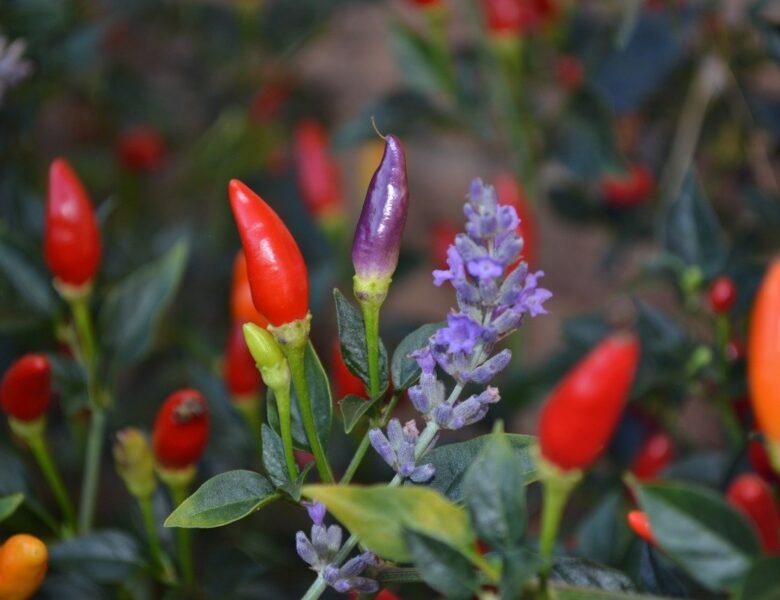 Organic spice need to make spicy food taste