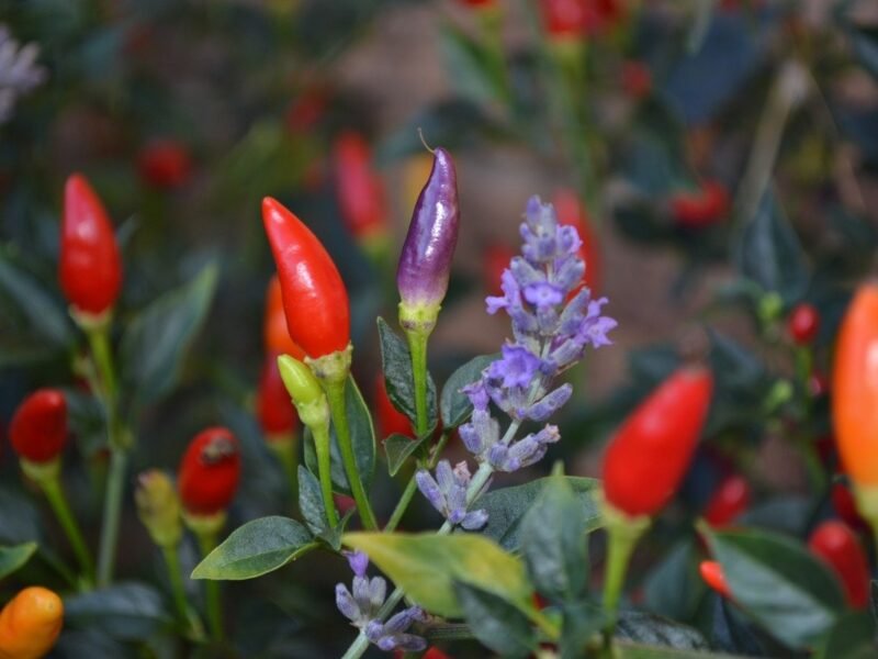 Organic spice need to make spicy food taste